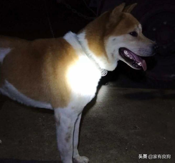 物丰年强好气氛，猎犬自是山上丧打一正确生肖,警惕虚假宣传落实,时代解答解释落实