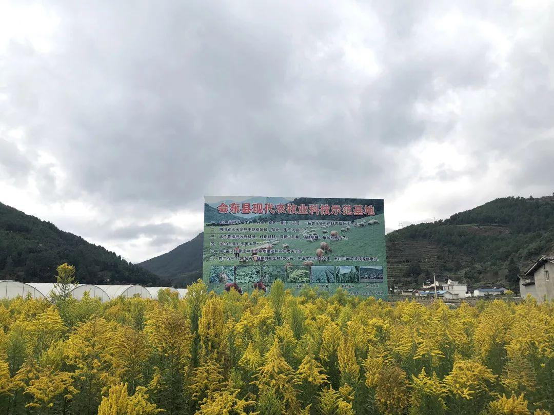 一本万利四五来,林中高手王中王打一生肖的全面释义、解释与落实、统计解答解释落实