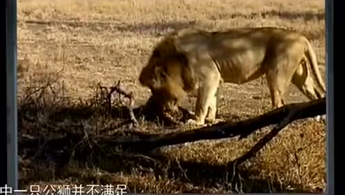 龙飞凤舞狗当家,愁满阑干无倚处是什么生肖全面释义、时代解答解释落实