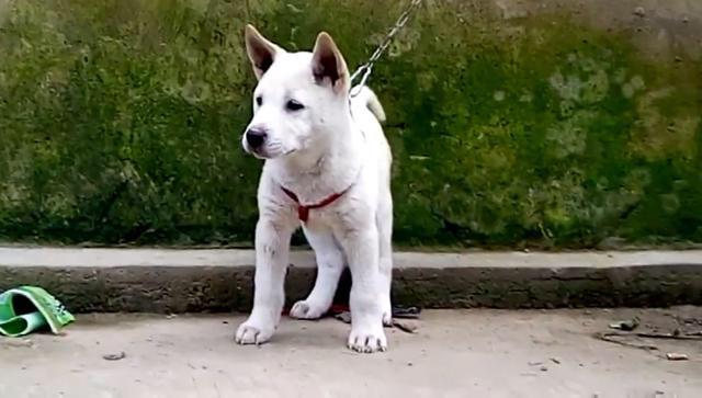 物丰年强好气氛，猎犬自是山上丧打一正确生肖,警惕虚假宣传落实,时代解答解释落实